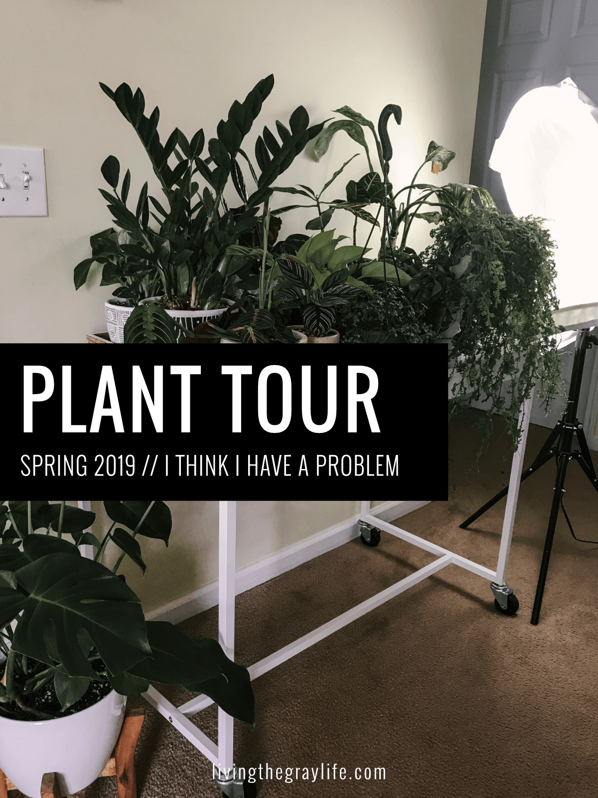 House Plant Tour | Spring 2019
