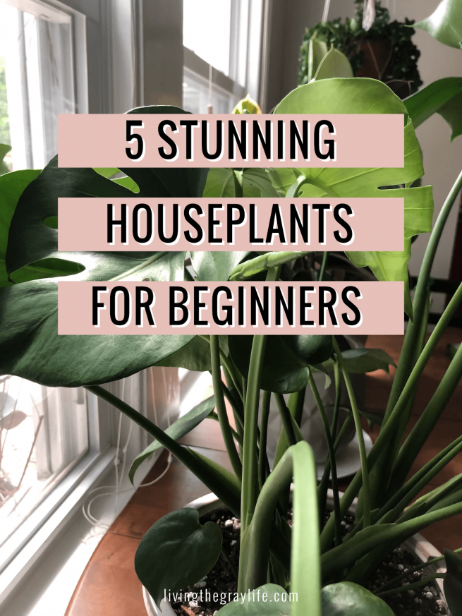 5 Houseplants That Are Perfect for Beginners - Living the Gray Life