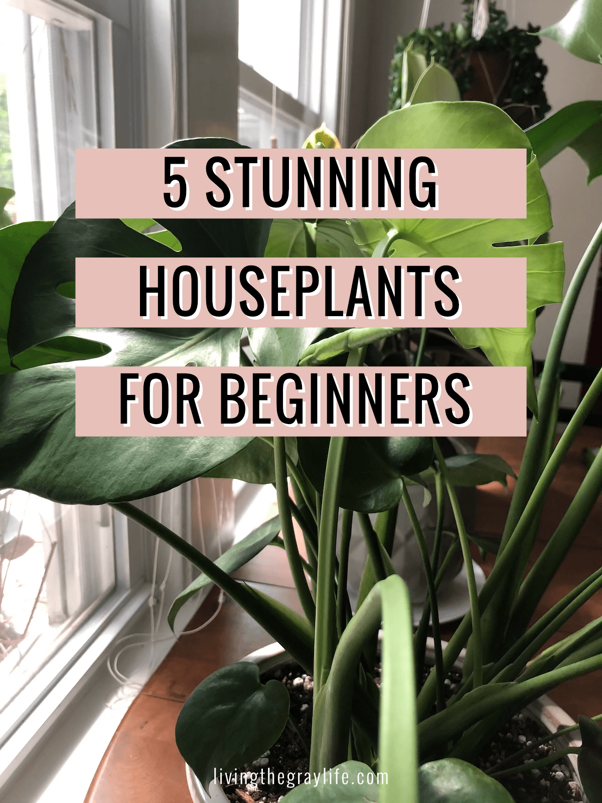 5 Houseplants Blog