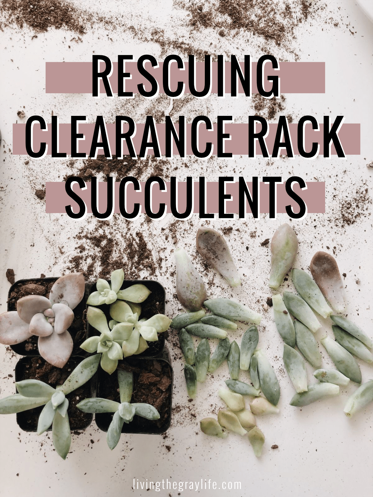 Clearance Succulents Blog