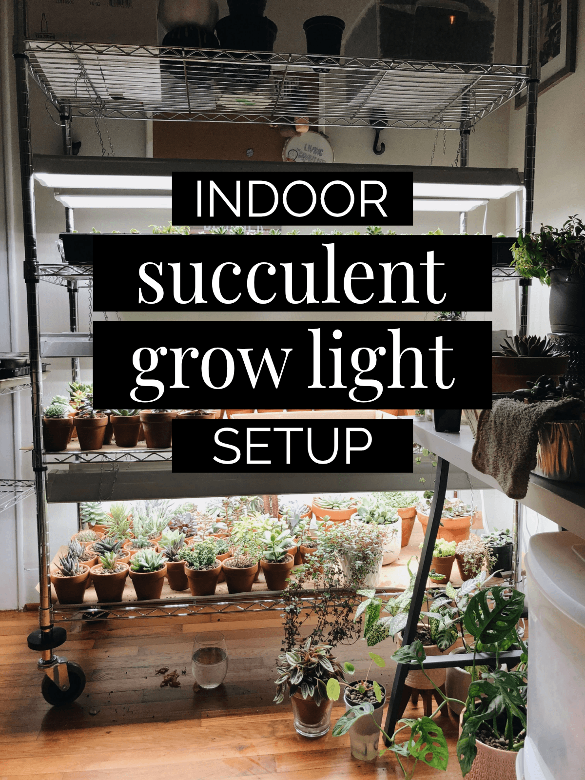 Winter Grow Light Setup for Succulents and Indoor Plants